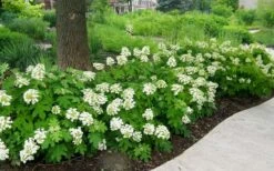 Pee Wee Dwarf Oakleaf Hydrangea - 1 Gallon Pot -Chaste Tree World Picture Hydrangea Oakleaf Pee Wee Border