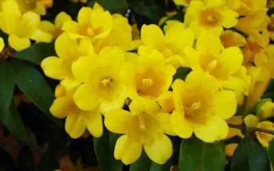 Butterscotch Yellow Jasmine (Jessamine) Gelsemium Sempervirens - 3 Gallon Pot -Chaste Tree World Picture Jasmine Butterscotch 2