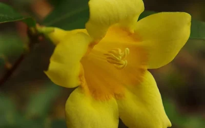 Butterscotch Yellow Jasmine (Jessamine) Gelsemium Sempervirens - 3 Gallon Pot -Chaste Tree World Picture Jasmine Butterscotch 4