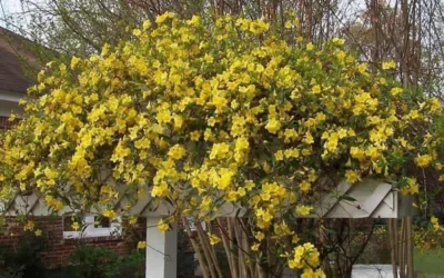 Butterscotch Yellow Jasmine (Jessamine) Gelsemium Sempervirens - 3 Gallon Pot -Chaste Tree World Picture Jasmine Butterscotch Jessamine 3