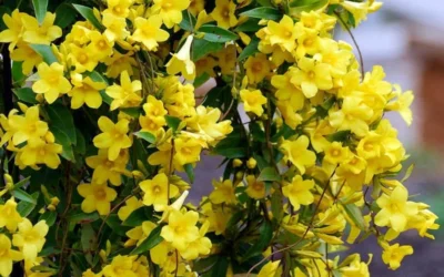 Carolina Yellow Jasmine (Jessamine) Gelsemium Sempervirens - 2 Gallon Pot -Chaste Tree World Picture Jasmine Carolina 6 1