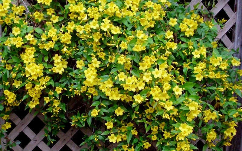 Carolina Yellow Jasmine - Jessamine (Gelsium Sempervirens) - 6 Pack Of 1 Gallon Pots 6 Carolina Yellow Jasmine - Jessamine (Gelsium Sempervirens) - 6 Pack Of 1 Gallon Pots - Image 6