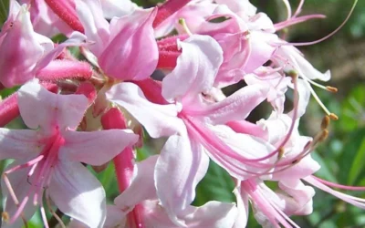 Varnadoes Phlox Pink Native Azalea - Rhododendron Canescens - 1 Gallon Pot -Chaste Tree World Picture Native Azalea Varnadoes Pink Phlox Closeup 1