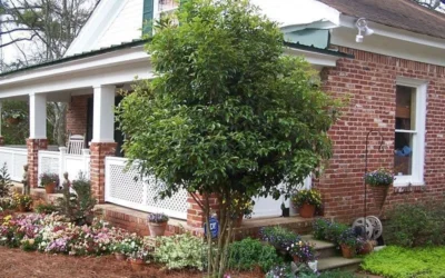 Fragrant White Tea Olive - 7 Gallon Pot (3-4') -Chaste Tree World Picture Tea Olive Tree