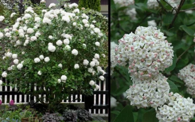 Fragrant Snowball Viburnum Carlecephalum - 3 Gallon Pot -Chaste Tree World Picture Viburnum Fragrant Snowball 4