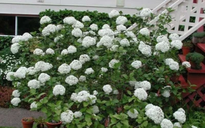 Fragrant Snowball Viburnum Carlecephalum - 3 Gallon Pot -Chaste Tree World Picture Viburnum Fragrant Snowball Carlcephalum 2