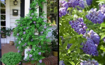 Amethyst Falls Wisteria Vine - 5 Gallon Pot -Chaste Tree World Picture Wisteria Amethyst Falls 2