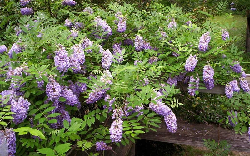 Amethyst Falls Wisteria Vine - 3 Gallon Pot 7 Amethyst Falls Wisteria Vine - 3 Gallon Pot - Image 7