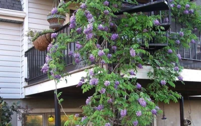 Amethyst Falls Wisteria Vine - 5 Gallon Pot -Chaste Tree World Picture Wisteria Amethyst Falls Vine