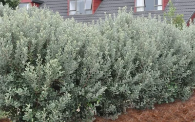 Bambina Dwarf Pineapple Guava (Feijoa Sellowiana ' Tharfiona') - 3 Gallon Pot -Chaste Tree World Pineapple Guava Hedge 1