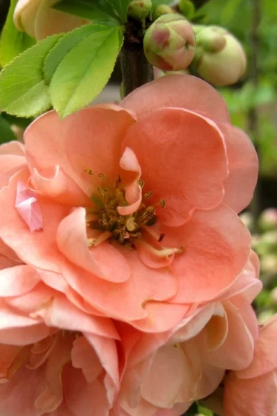 Cameo Flowering Quince - 2 Gallon Pot 9 Cameo Flowering Quince - 2 Gallon Pot -Chaste Tree World Quince Cameo 5 1