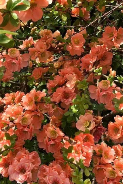 Cameo Flowering Quince - 2 Gallon Pot