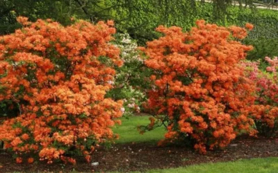 Gibraltar Azalea (Rhododendron) - 3 Gallon Pot -Chaste Tree World Rhododendron Gibraltar 1