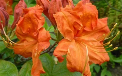 Gibraltar Azalea (Rhododendron) - 3 Gallon Pot -Chaste Tree World Rhododendron Gibraltar 3