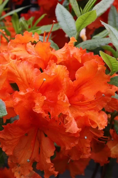 Gibraltar Azalea (Rhododendron) - 3 Gallon Pot