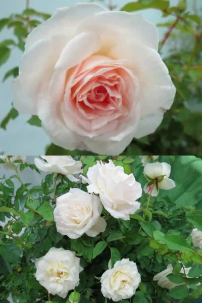 Brindabella Touch Of Pink Shrub Rose - 3 Gallon Pot 10 Brindabella Touch Of Pink Shrub Rose - 3 Gallon Pot -Chaste Tree World Rose Brindabella Touch of Pink 3