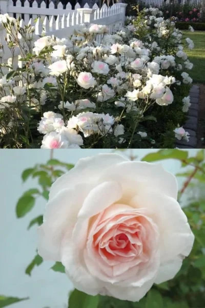 Brindabella Touch Of Pink Shrub Rose - 3 Gallon Pot 9 Brindabella Touch Of Pink Shrub Rose - 3 Gallon Pot -Chaste Tree World Rose Brindabella Touch of Pink 4