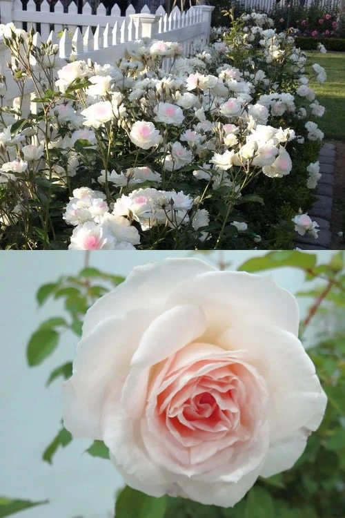 Brindabella Touch Of Pink Shrub Rose - 3 Gallon Pot 4 Brindabella Touch Of Pink Shrub Rose - 3 Gallon Pot - Image 4