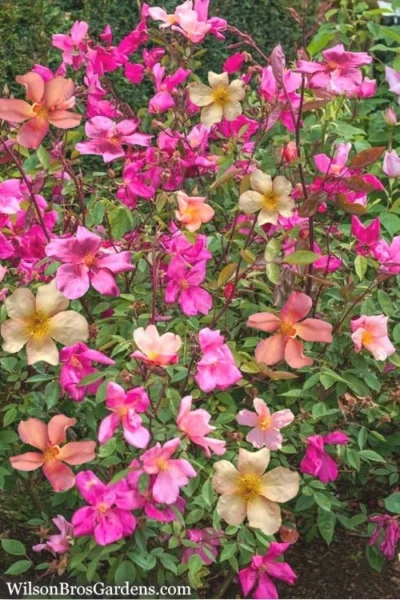 Butterfly Rose - Rosa Chinensis 'Mutabilis' - 3 Gallon Pot -Chaste Tree World Rose Chinese Butterfly 4