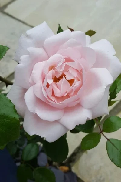 New Dawn Climbing Rose - 3 Gallon Pot -Chaste Tree World Rose Climbing New Dawn 12