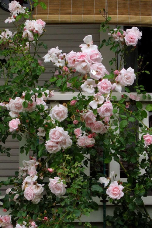 New Dawn Climbing Rose - 5 Gallon Pot 9 New Dawn Climbing Rose - 5 Gallon Pot - Image 9