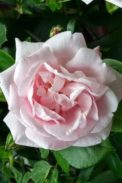 New Dawn Climbing Rose - 5 Gallon Pot 19 New Dawn Climbing Rose - 5 Gallon Pot -Chaste Tree World Rose Climbing New Dawn 17 1