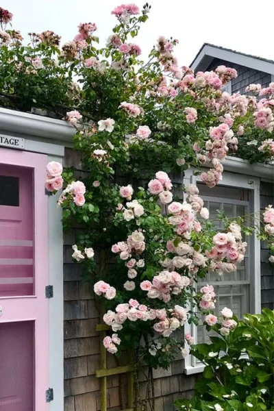 New Dawn Climbing Rose - 5 Gallon Pot 15 New Dawn Climbing Rose - 5 Gallon Pot -Chaste Tree World Rose Climbing New Dawn 18 1