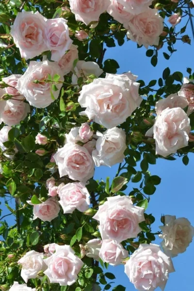 New Dawn Climbing Rose - 5 Gallon Pot 13 New Dawn Climbing Rose - 5 Gallon Pot -Chaste Tree World Rose Climbing New Dawn 2 1