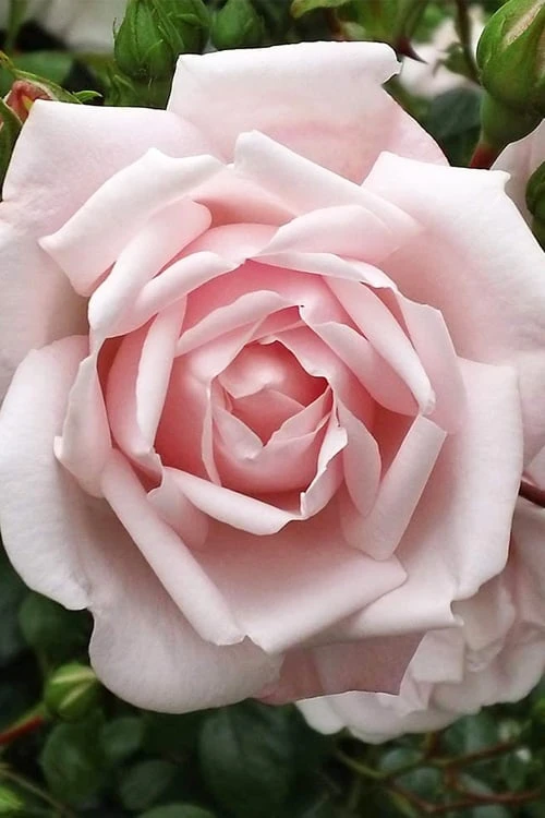 New Dawn Climbing Rose - 5 Gallon Pot 1 New Dawn Climbing Rose - 5 Gallon Pot