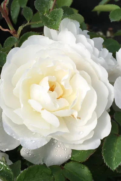 Cloud 10 Climbing Rose - 3 Gallon Pot 11 Cloud 10 Climbing Rose - 3 Gallon Pot -Chaste Tree World Rose Cloud 10 1