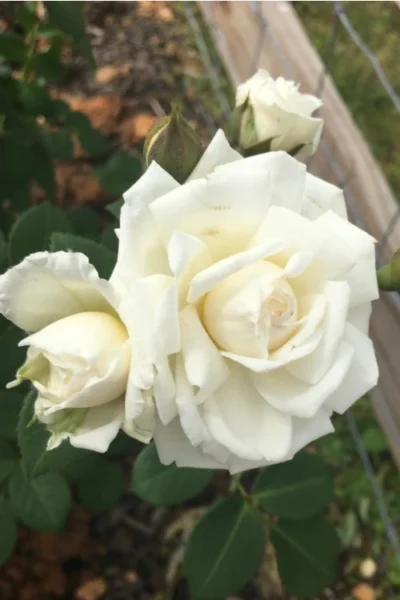 Cloud 10 Climbing Rose - 3 Gallon Pot 12 Cloud 10 Climbing Rose - 3 Gallon Pot -Chaste Tree World Rose Cloud 10 10