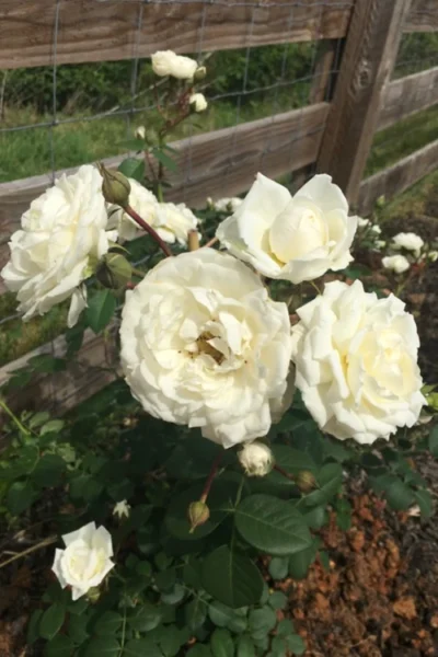 Cloud 10 Climbing Rose - 3 Gallon Pot 13 Cloud 10 Climbing Rose - 3 Gallon Pot -Chaste Tree World Rose Cloud 10 11