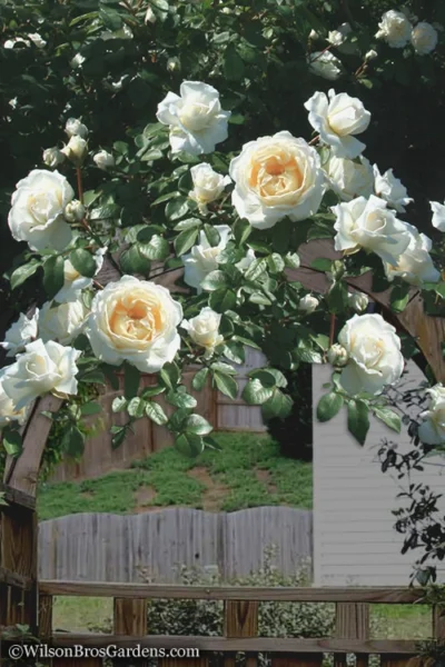 Cloud 10 Climbing Rose - 3 Gallon Pot 10 Cloud 10 Climbing Rose - 3 Gallon Pot -Chaste Tree World Rose Cloud 10 4