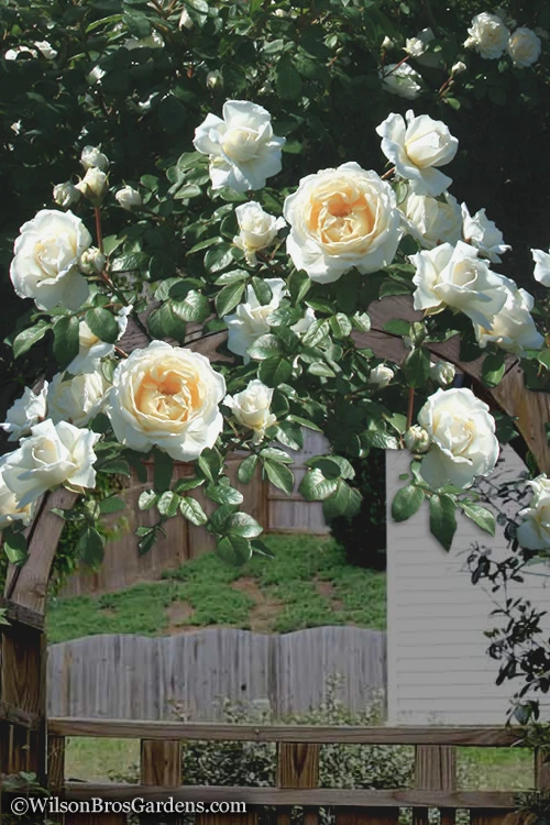 Cloud 10 Climbing Rose - 3 Gallon Pot 4 Cloud 10 Climbing Rose - 3 Gallon Pot - Image 4