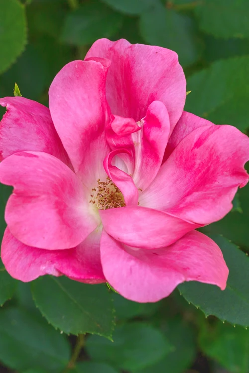 Swamp Rose (Rosa Palustris) - 3 Pack Of 1.5 Quart Pots 1 Swamp Rose (Rosa Palustris) - 3 Pack Of 1.5 Quart Pots