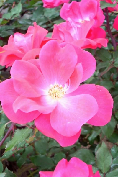 Swamp Rose (Rosa Palustris) - 3 Pack Of 1.5 Quart Pots 13 Swamp Rose (Rosa Palustris) - 3 Pack Of 1.5 Quart Pots -Chaste Tree World Rose Knock Out Pink 6