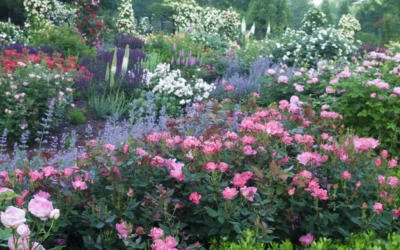 Swamp Rose (Rosa Palustris) - 3 Pack Of 1.5 Quart Pots 12 Swamp Rose (Rosa Palustris) - 3 Pack Of 1.5 Quart Pots -Chaste Tree World Rose Knock Out Pink 8