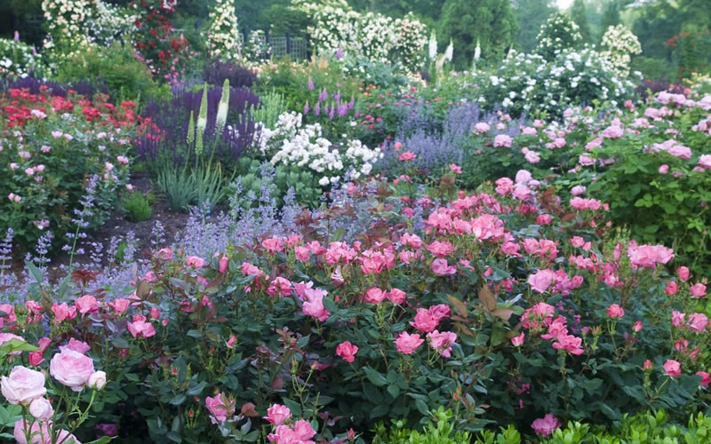 Swamp Rose (Rosa Palustris) - 3 Pack Of 1.5 Quart Pots 6 Swamp Rose (Rosa Palustris) - 3 Pack Of 1.5 Quart Pots - Image 6