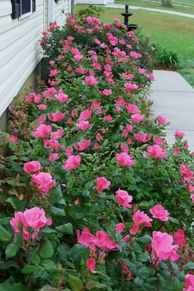 Swamp Rose (Rosa Palustris) - 3 Pack Of 1.5 Quart Pots 10 Swamp Rose (Rosa Palustris) - 3 Pack Of 1.5 Quart Pots -Chaste Tree World Rose Knock Out Pink 9