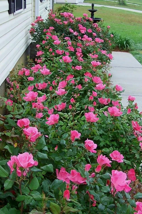 Swamp Rose (Rosa Palustris) - 3 Pack Of 1.5 Quart Pots 4 Swamp Rose (Rosa Palustris) - 3 Pack Of 1.5 Quart Pots - Image 4