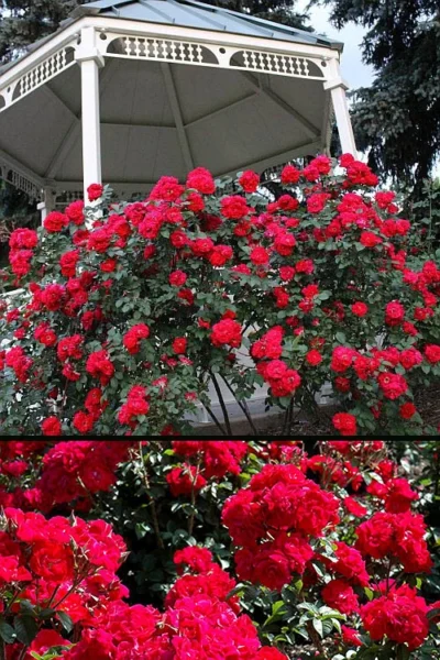 Linda Campbell Hybrid Rugosa Rose - 3 Gallon Pot 7 Linda Campbell Hybrid Rugosa Rose - 3 Gallon Pot -Chaste Tree World Rose Linda Campbell 3