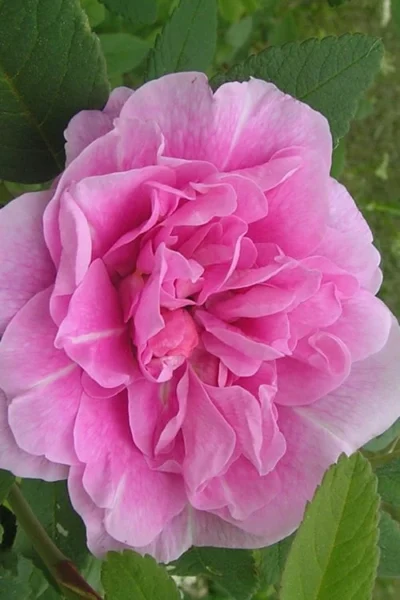 Therese Bugnet Rugosa Rose - 3 Gallon Pot -Chaste Tree World Rose Therese Bugnet 3