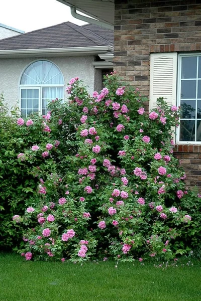 Therese Bugnet Rugosa Rose - 3 Gallon Pot -Chaste Tree World Rose Therese Bugnet 4