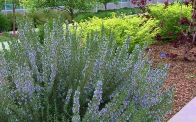 Arp Rosemary - 1 Gallon Pot 9 Arp Rosemary - 1 Gallon Pot -Chaste Tree World Rosemary Arp Blooming
