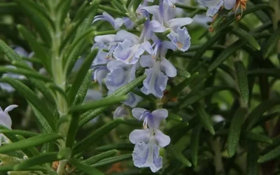 Arp Rosemary - 1 Gallon Pot 8 Arp Rosemary - 1 Gallon Pot -Chaste Tree World Rosemary Arp Closeup 2