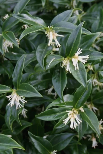 Confused Sweet Box (Sarcococca Confusa) - 1 Gallon Pot