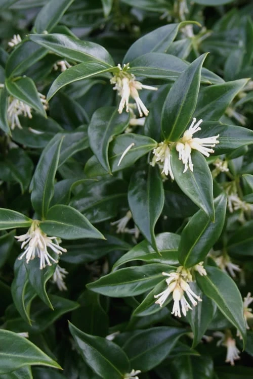 Confused Sweet Box (Sarcococca Confusa) - 1 Gallon Pot 1 Confused Sweet Box (Sarcococca Confusa) - 1 Gallon Pot