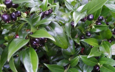 Confused Sweet Box (Sarcococca Confusa) - 6 Pack Of 1 Gallon Pots -Chaste Tree World Sarcacocca Confusa Berries 10 1
