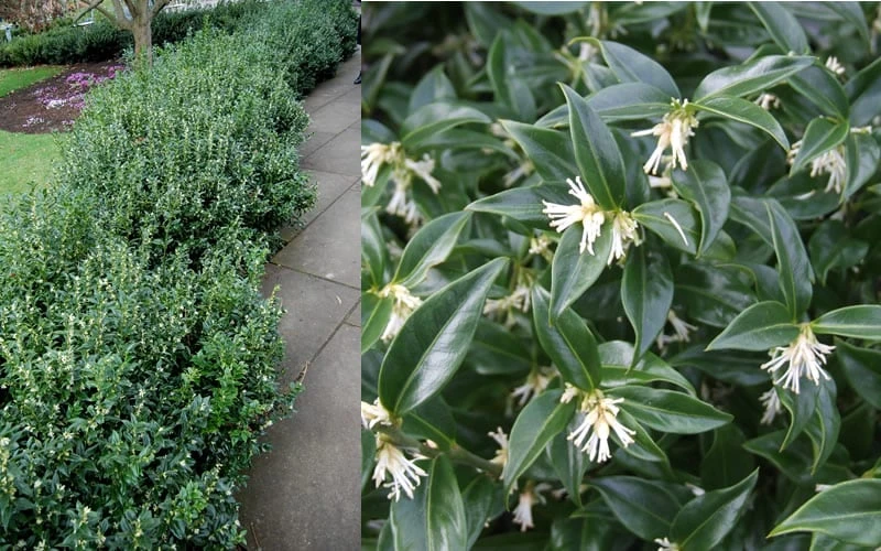 Confused Sweet Box (Sarcococca Confusa) - 1 Gallon Pot 9 Confused Sweet Box (Sarcococca Confusa) - 1 Gallon Pot - Image 9