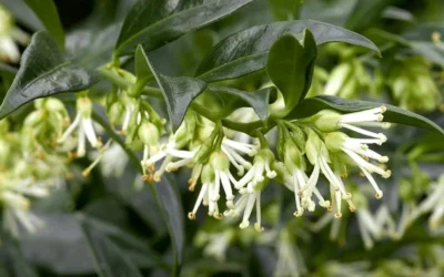 Confused Sweet Box (Sarcococca Confusa) - 6 Pack Of 1 Gallon Pots -Chaste Tree World Sarcacocca Confusa Flowers 5 1